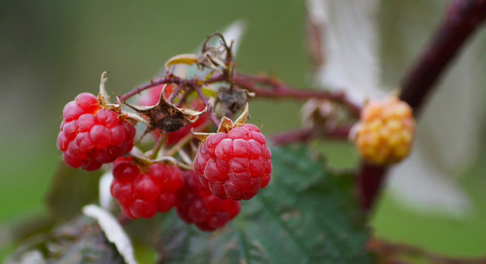 Raspberry (Rubus Niveus) — shrub / vine with white blooms; enriching the garden's ecosystem