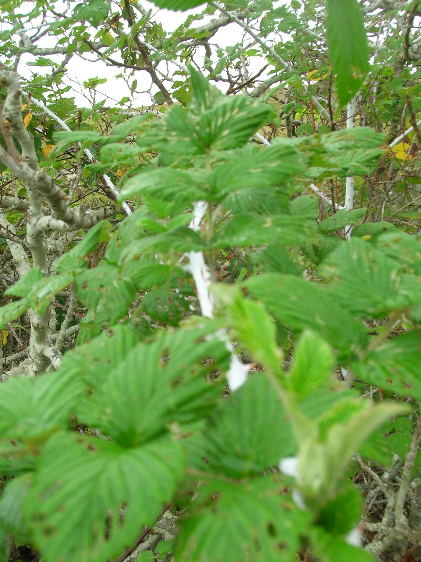 Raspberry (Rubus Niveus) — the Rubus niveus produces clusters of white to pale pink flowers; rubus niveus prefers well-drained soils with a pH, image 123