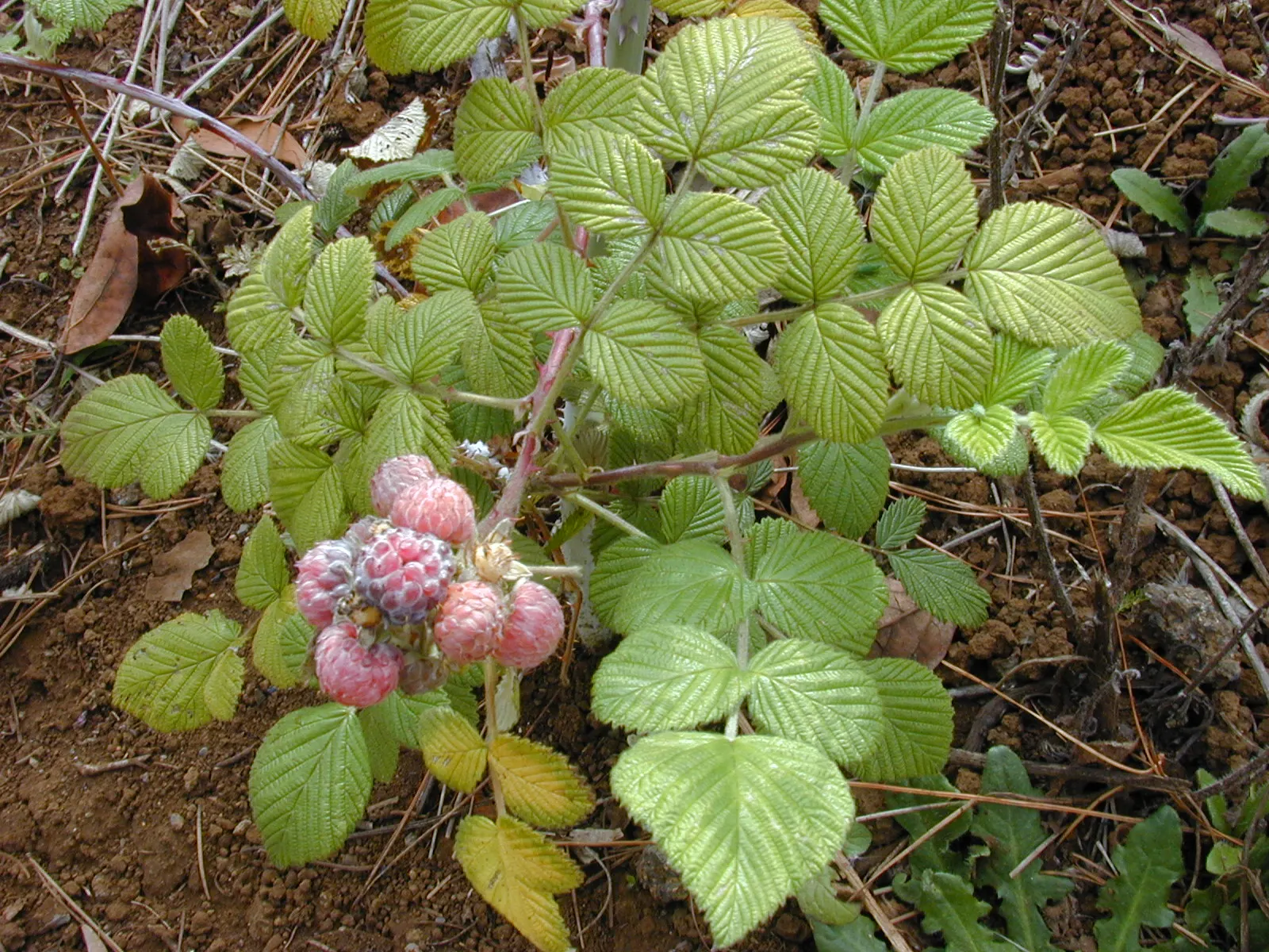 Raspberry (Rubus Niveus) — with a similar spread that provides ample cover and visual interest; shrub / vine for full, image 93