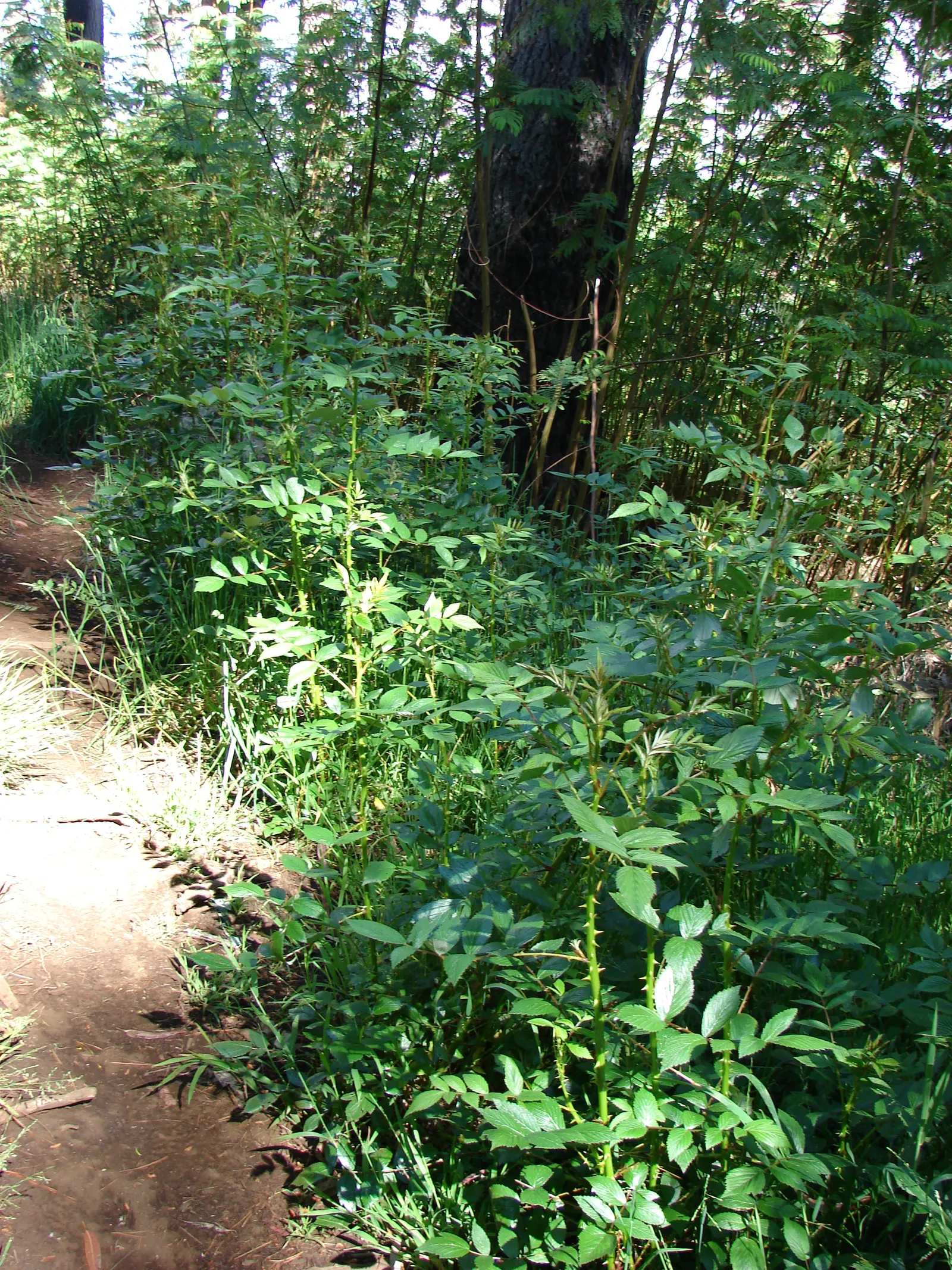 Raspberry (Rubus Niveus) — making it a dual-purpose plant that's sure to please; green foliage and prickly stems, image 105