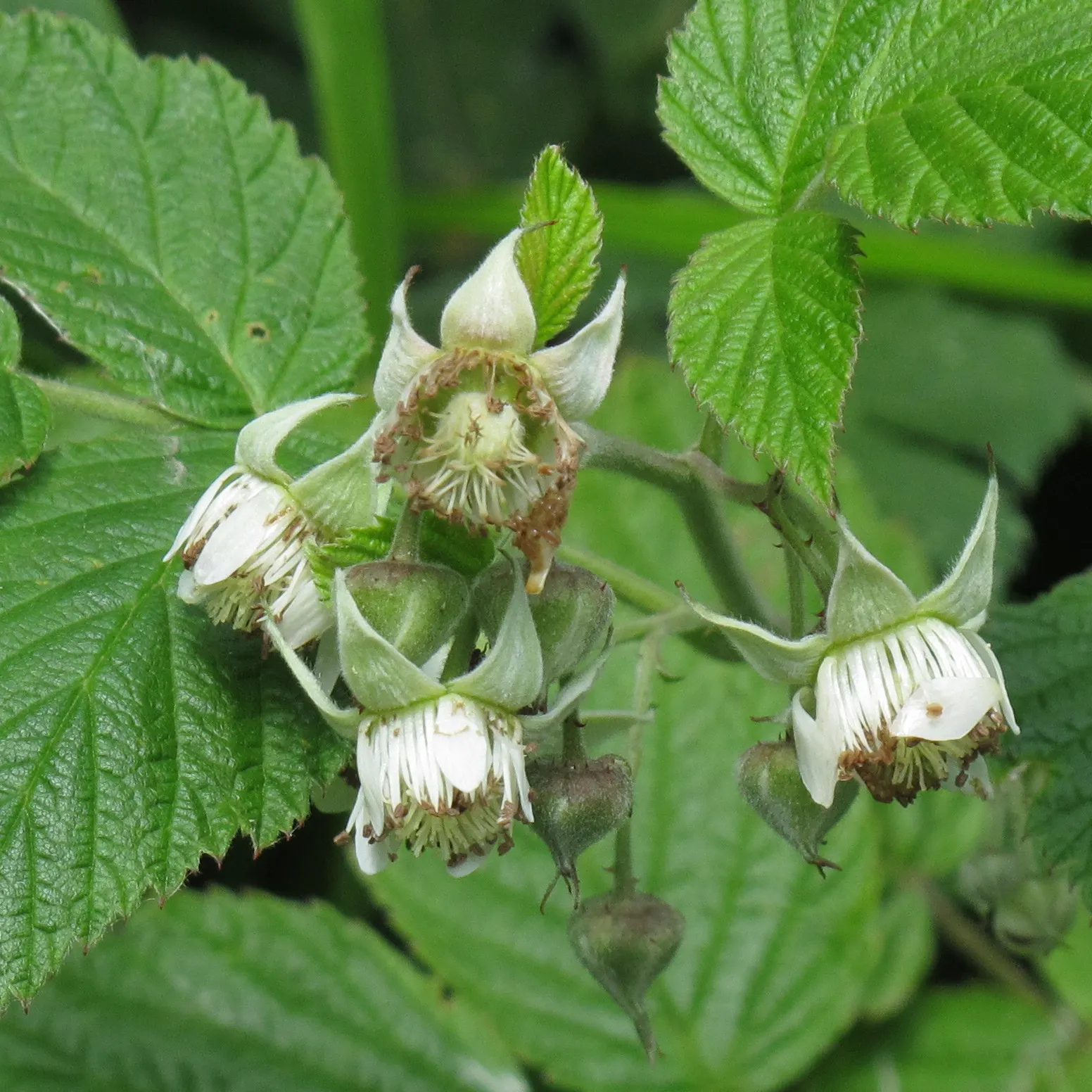Raspberry (Rubus Niveus) — The Raspberry, Rubus niveus, is a hardy deciduous shrub standing 3-6 feet tall; it produces flavorful berries in summer