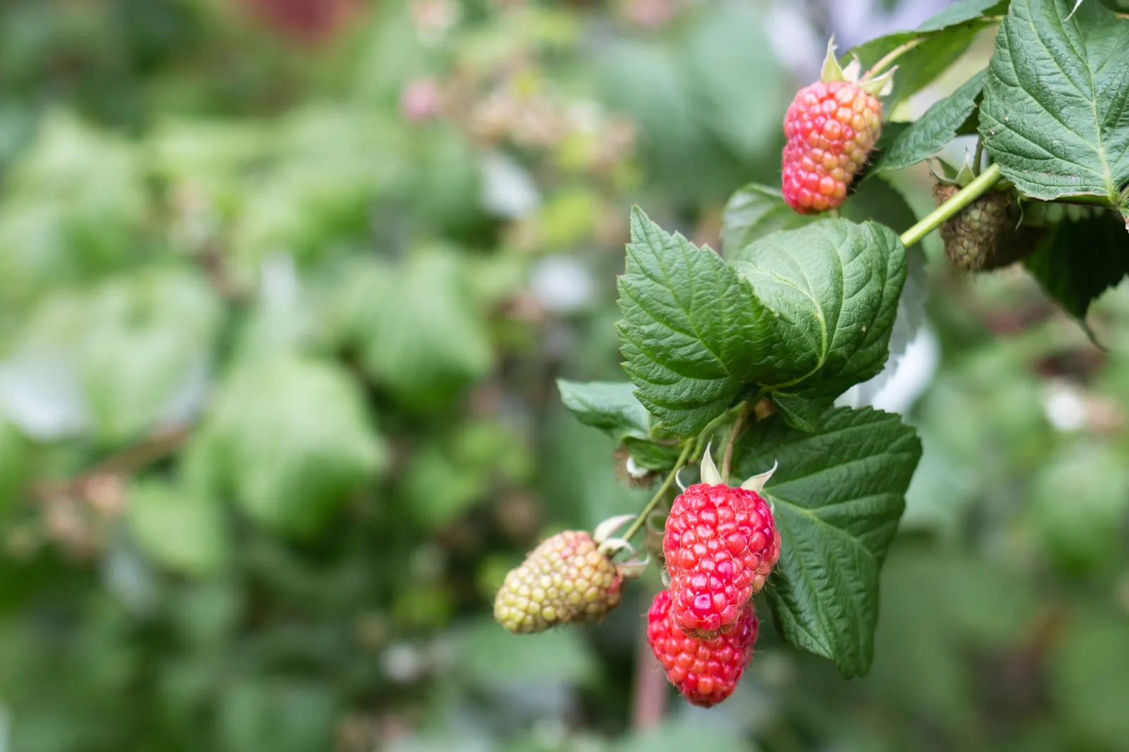 Raspberry (Rubus Niveus) — These blossoms are not only attractive to the eye but are also appealing to pollinators; the Raspberry, Rubus niveus, is a hardy