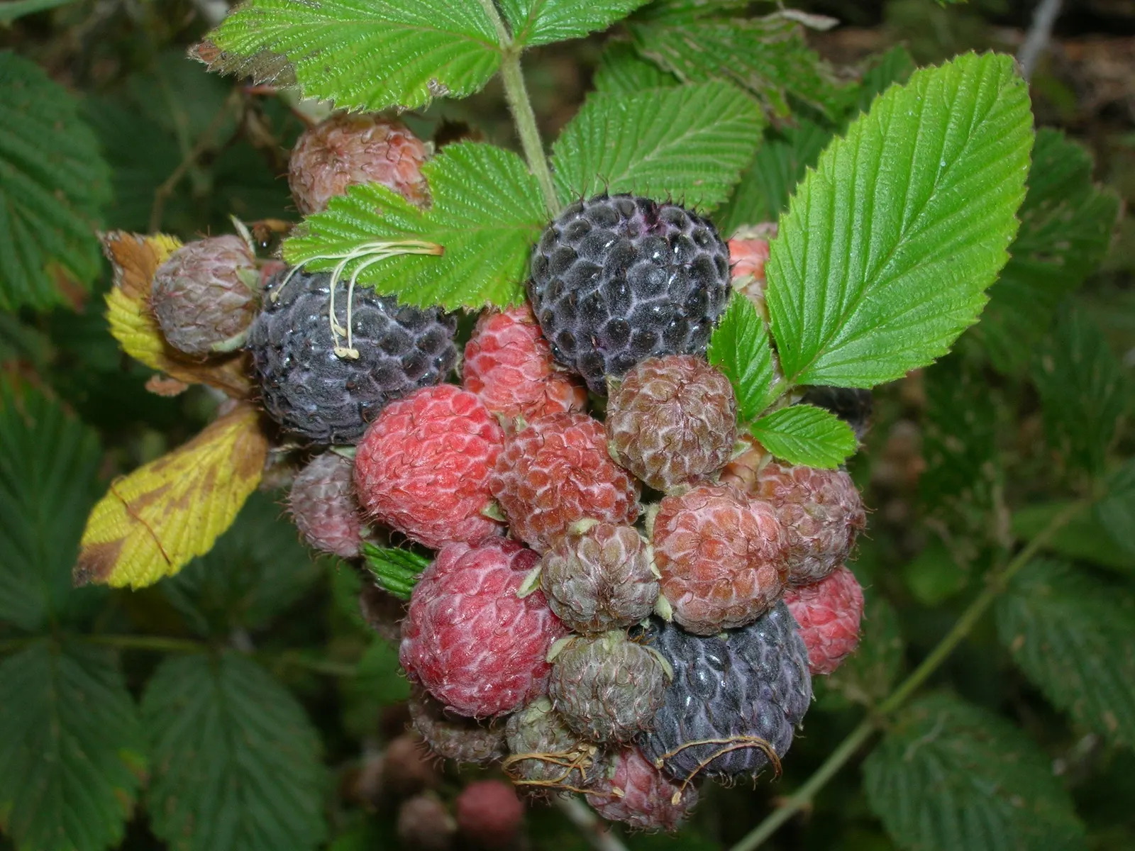 Raspberry (Rubus Niveus) — This plant requires well-drained; with a similar spread that provides ample cover and visual interest, image 114