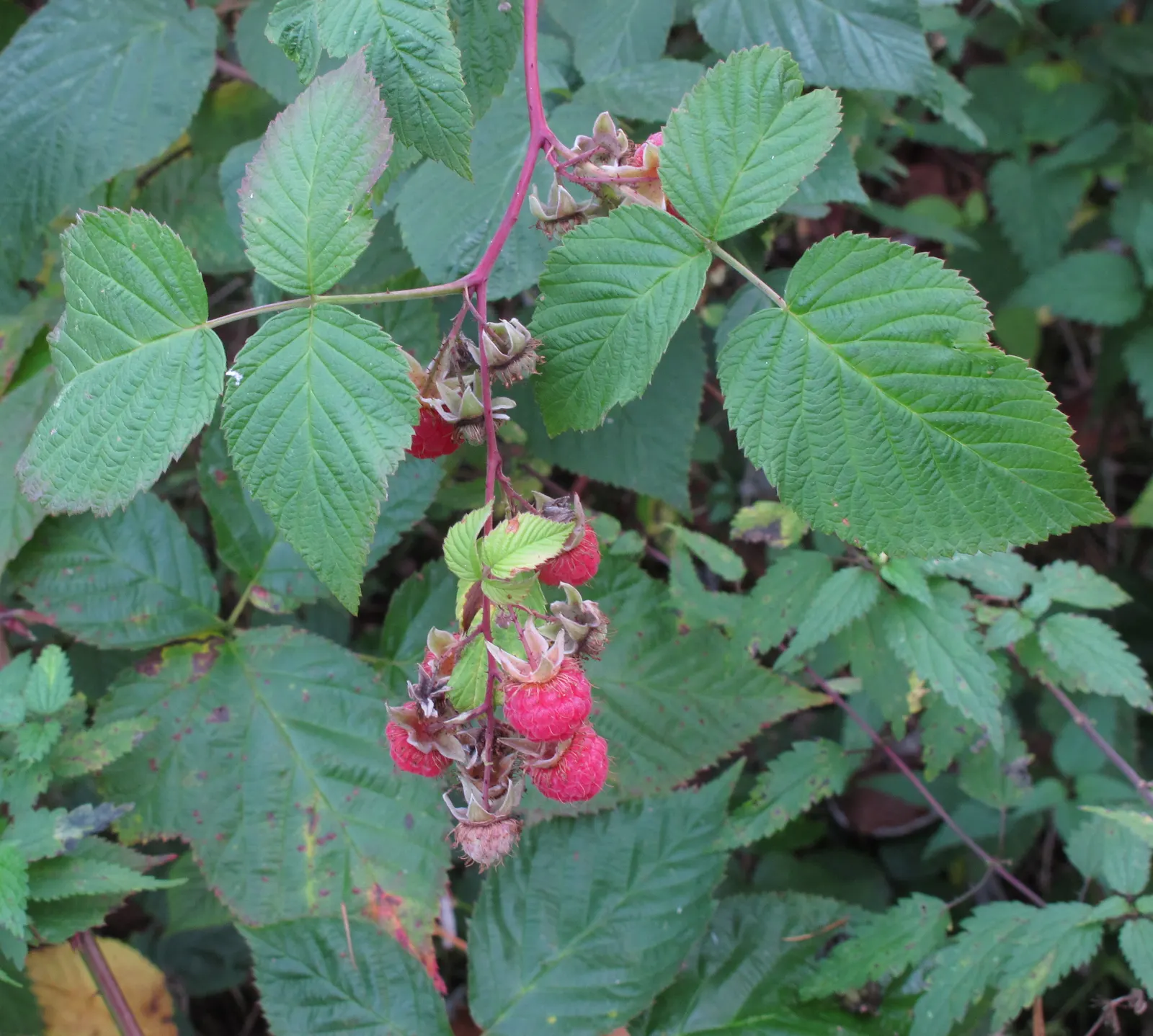 Raspberry (Rubus Niveus) — shrub / vine for full