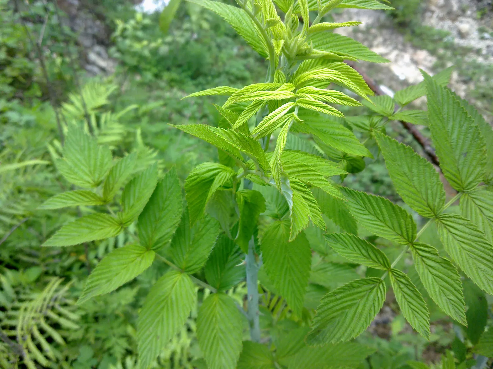 Raspberry (Rubus Niveus) — the Rubus niveus produces clusters of white to pale pink flowers; rubus niveus prefers well-drained soils with a pH, image 96