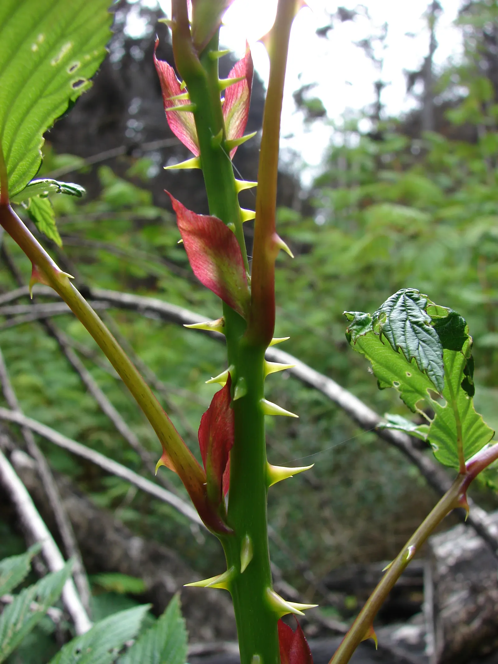 Raspberry (Rubus Niveus) — By late summer to early fall, the plant yields its signature deep purple-black raspberries; the Rubus niveus produces, image 99