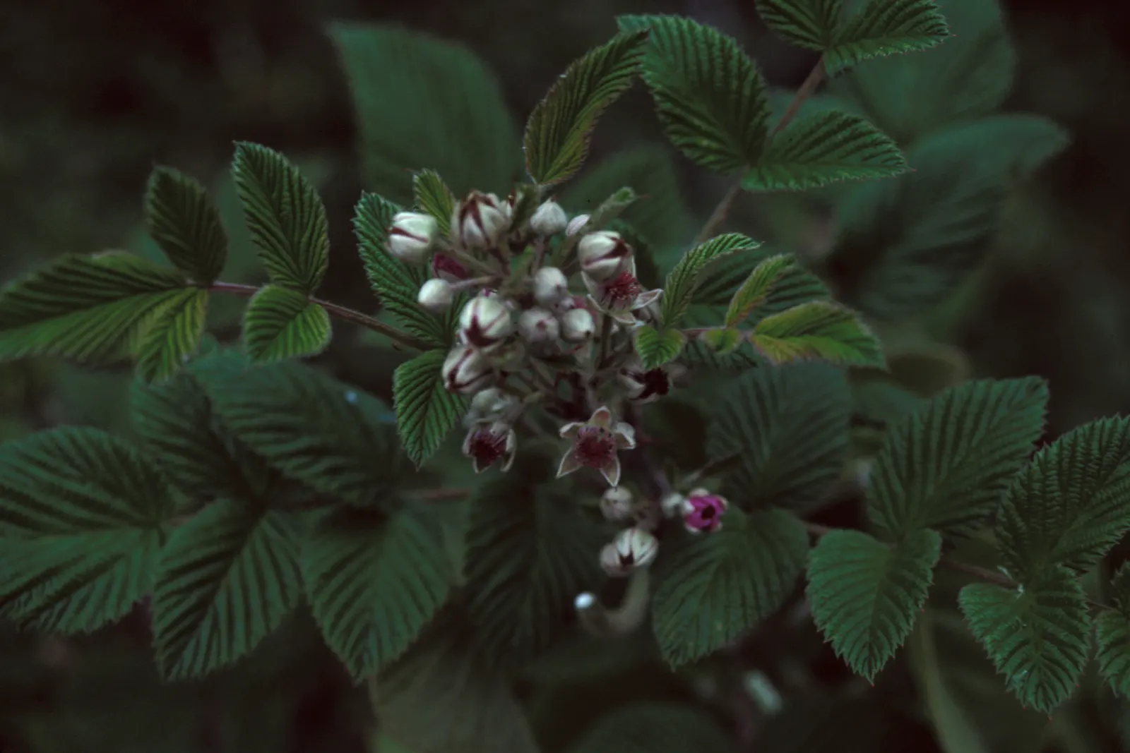 Raspberry (Rubus Niveus) — It thrives in USDA zones 4-8, preferring full sun but tolerates partial shade; a member of the Rosaceae family, image 110