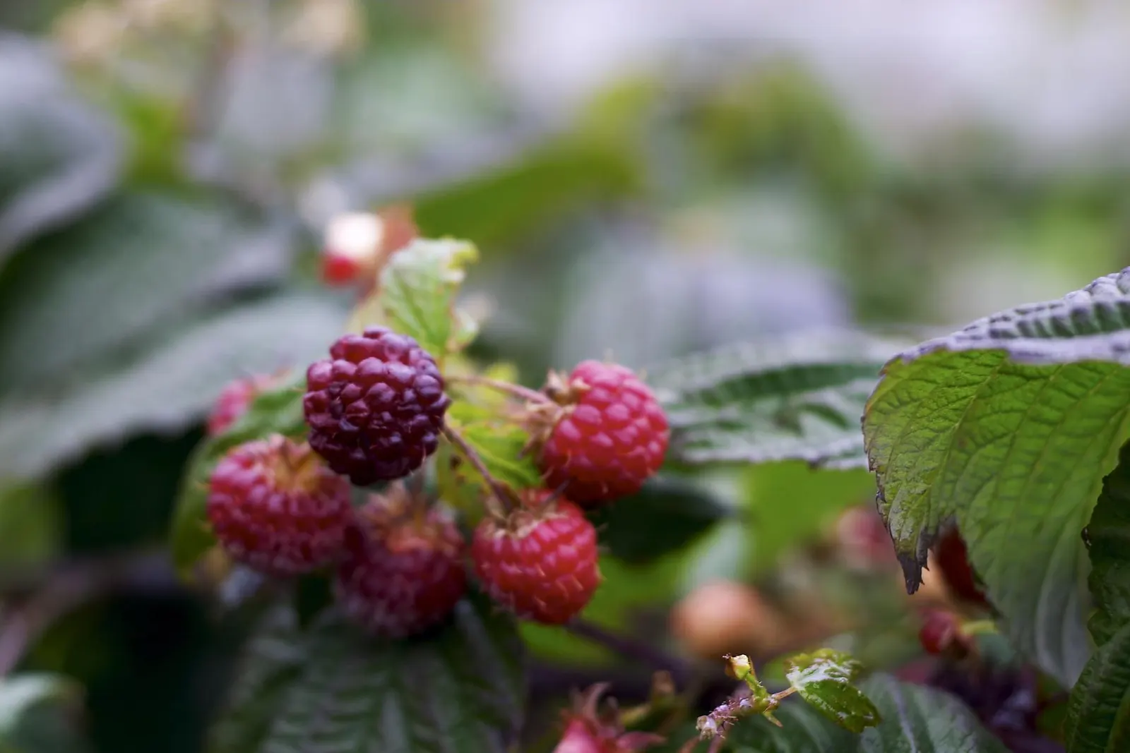 Raspberry (Rubus Niveus) — By late summer to early fall, the plant yields its signature deep purple-black raspberries; the Rubus niveus produces clusters of