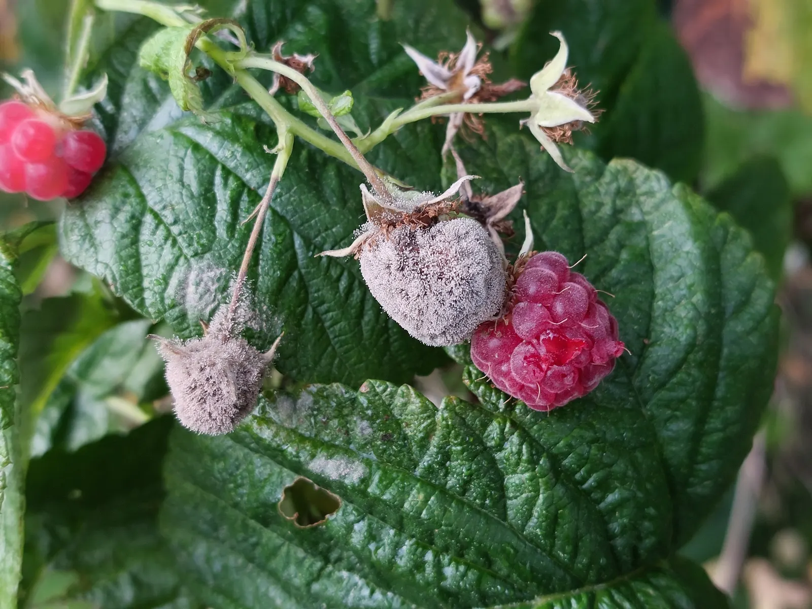 Raspberry (Rubus Niveus) — It thrives in USDA zones 4-8, preferring full sun but tolerates partial shade; a member of the Rosaceae family