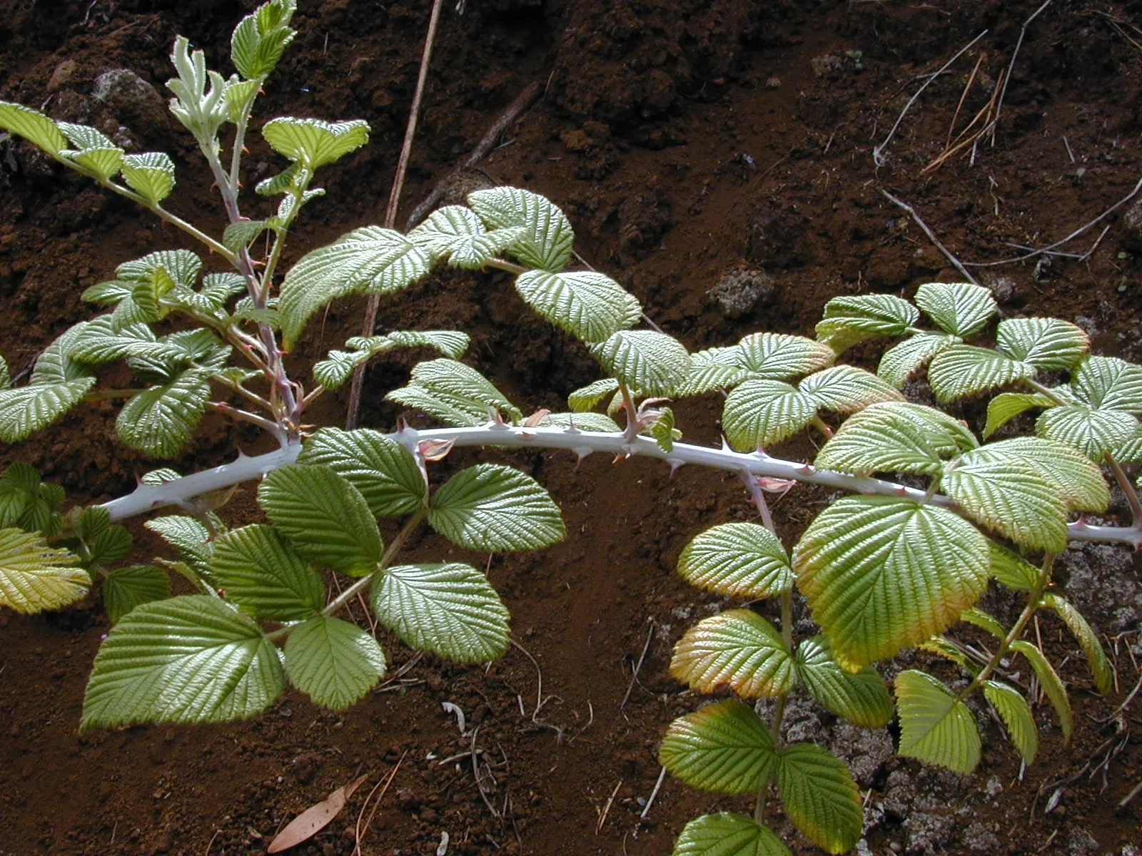 Raspberry (Rubus Niveus) — The Raspberry, Rubus niveus, is a hardy deciduous shrub standing 3-6 feet tall; it produces flavorful berries in summer, image 109