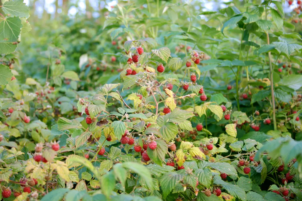 Raspberry (Rubus Niveus) — enriching the garden's ecosystem; and benefits from annual pruning to maintain vigor and fruit abundance