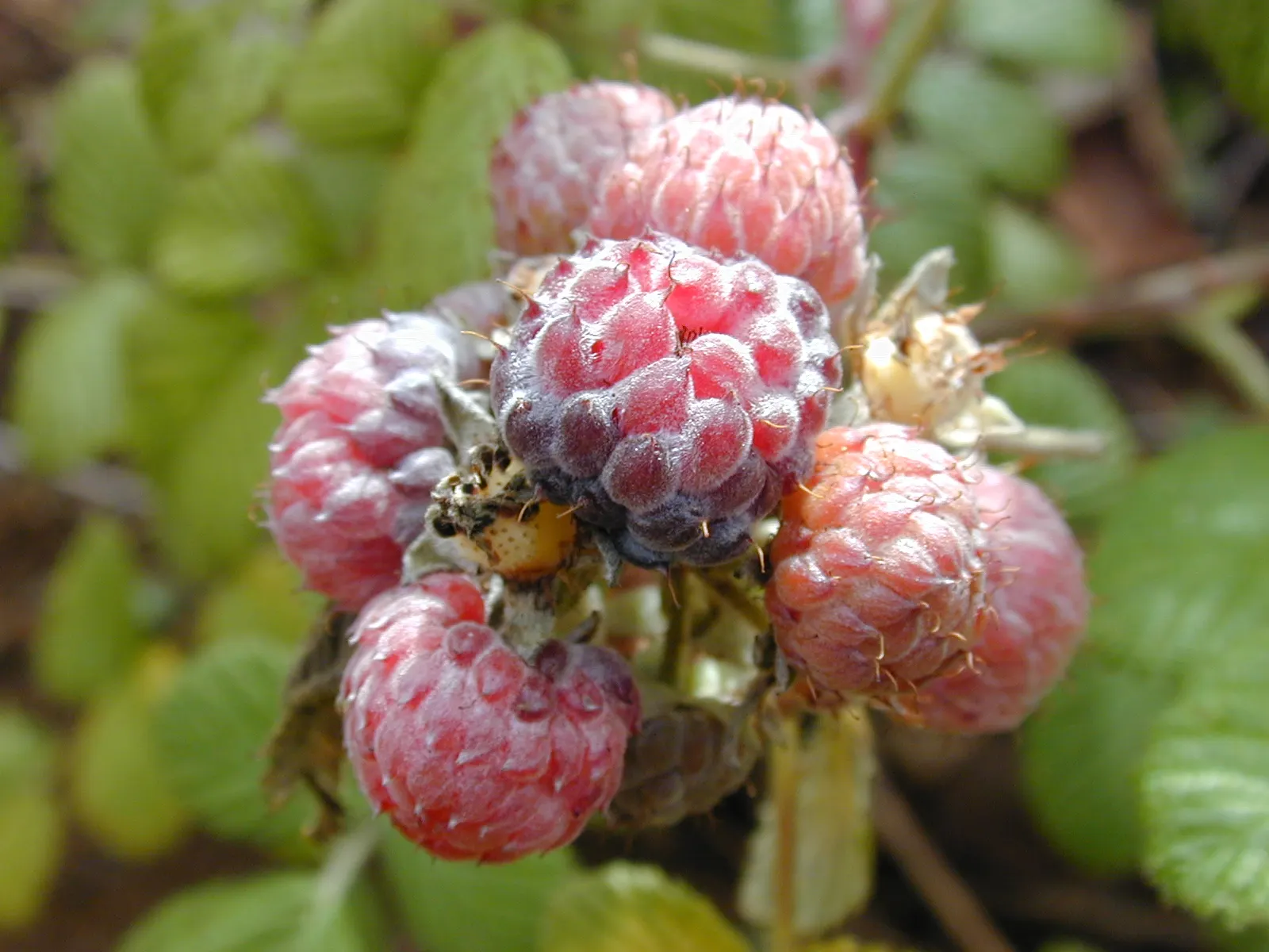 Raspberry (Rubus Niveus) — Each berry measures about 0.6 to 0.8 inches in diameter; this plant is hardy, able to withstand temperatures down to, image 100