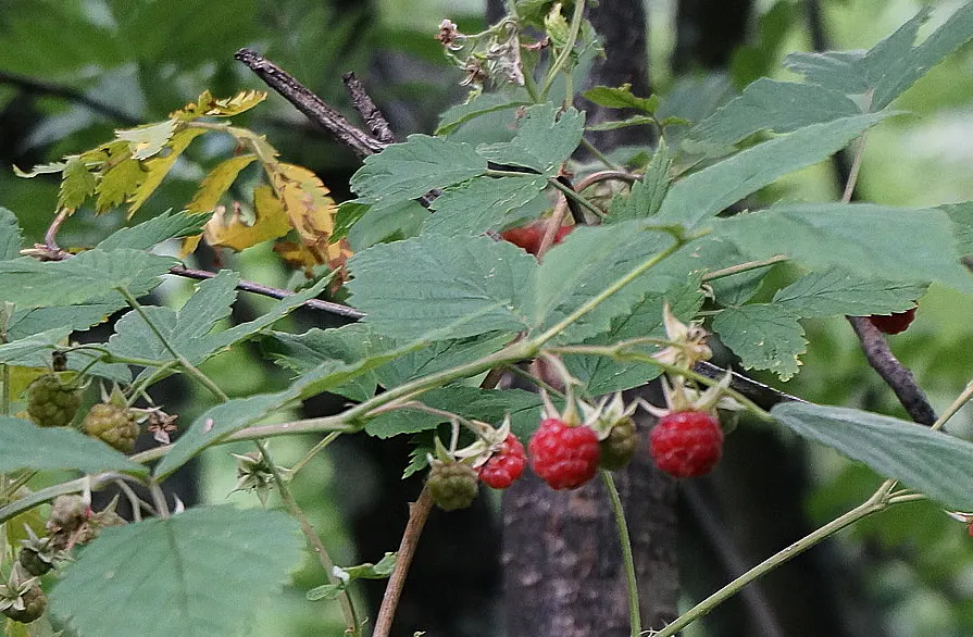 Raspberry (Rubus Niveus) — offering a sweet and subtly tart flavor.<br><br>For optimal growth; it thrives in USDA zones 4-8, preferring full sun but tolerates