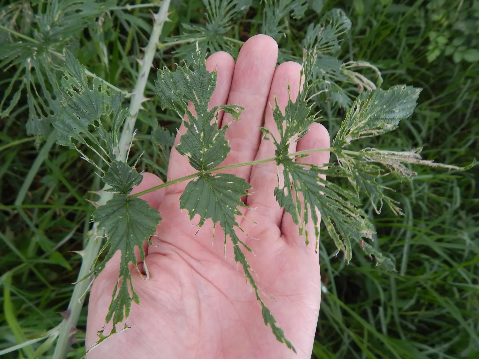 Raspberry (Rubus Niveus) — with a similar spread that provides ample cover and visual interest; shrub / vine for full, image 120