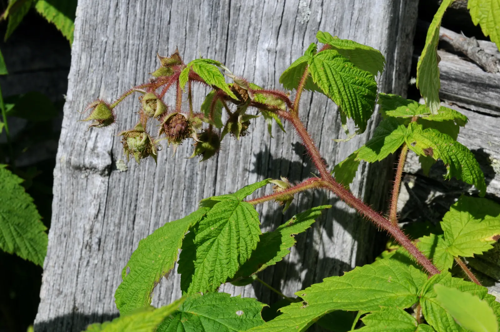 Raspberry (Rubus Niveus) — making it a dual-purpose plant that's sure to please; green foliage and prickly stems