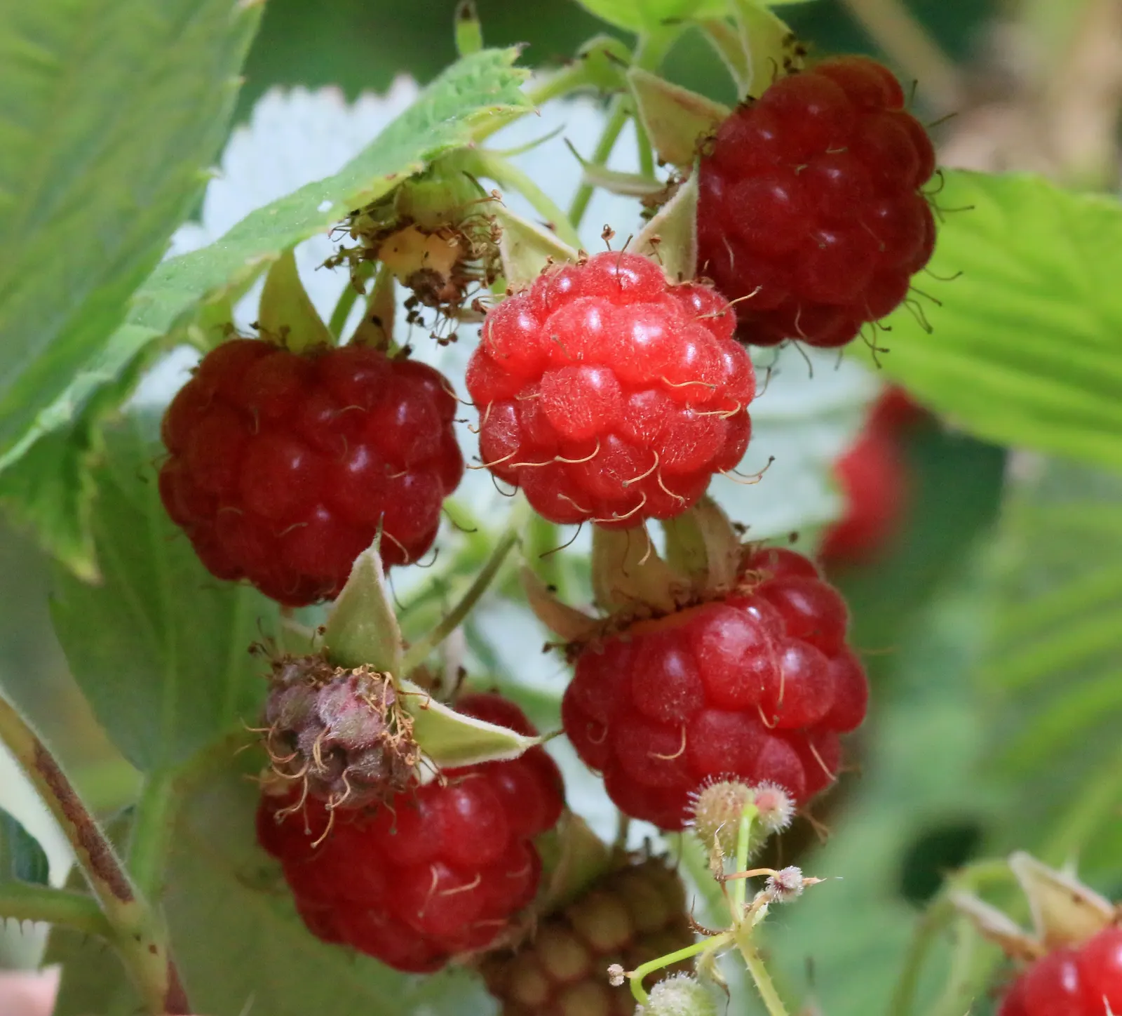 Raspberry (Rubus Niveus) — Regular pruning is required to maintain health and productivity, image 50