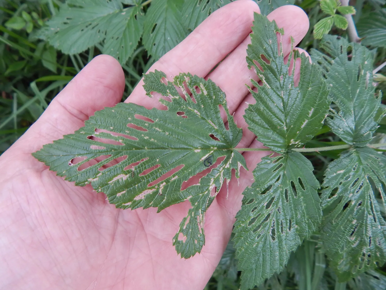Raspberry (Rubus Niveus) — and benefits from annual pruning to maintain vigor and fruit abundance; shrub / vine with white blooms, image 116