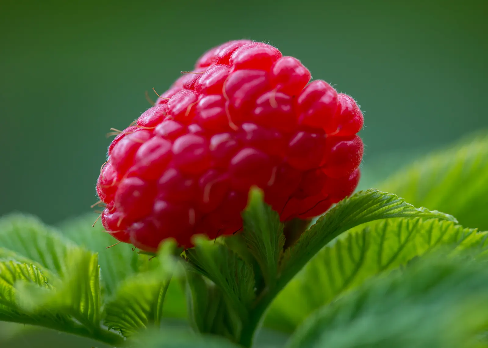Raspberry (Rubus Niveus) — The shrub's bramble-like structure is adorned with thorns, image 41