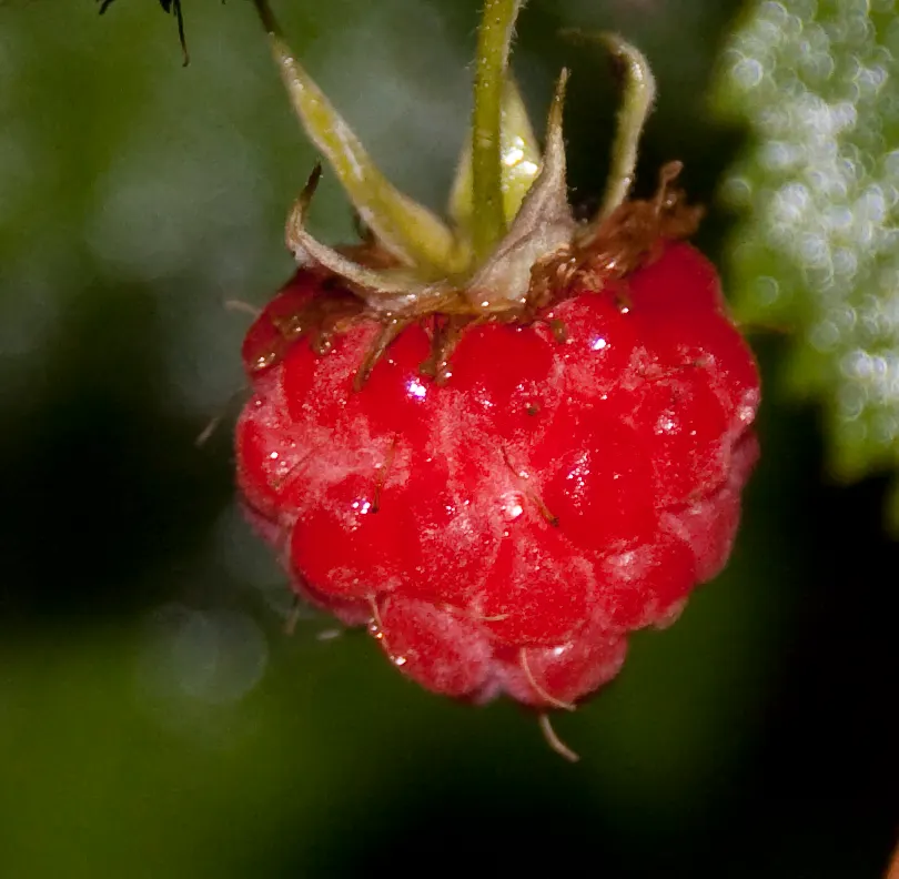 Raspberry (Rubus Niveus) — it produces flavorful berries in summer; white flowers in the garden, image 112