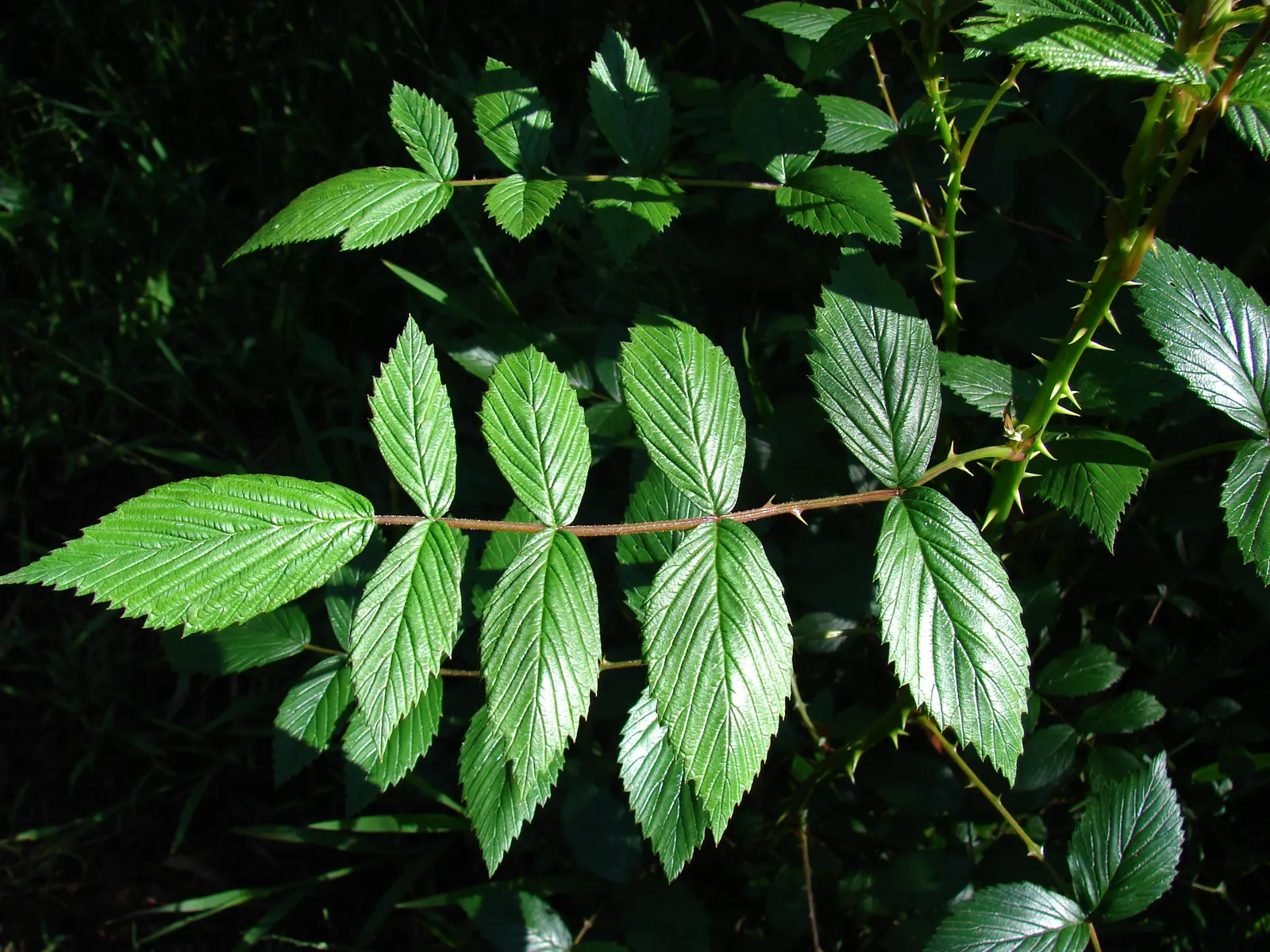 Raspberry (Rubus Niveus) — white flowers in the garden; is a superb addition to any garden landscape for clients who crave both aesthetic value and, image 106