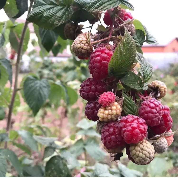 Raspberry (Rubus Niveus) — white flowers in the garden; is a superb addition to any garden landscape for clients who crave both aesthetic value and edible