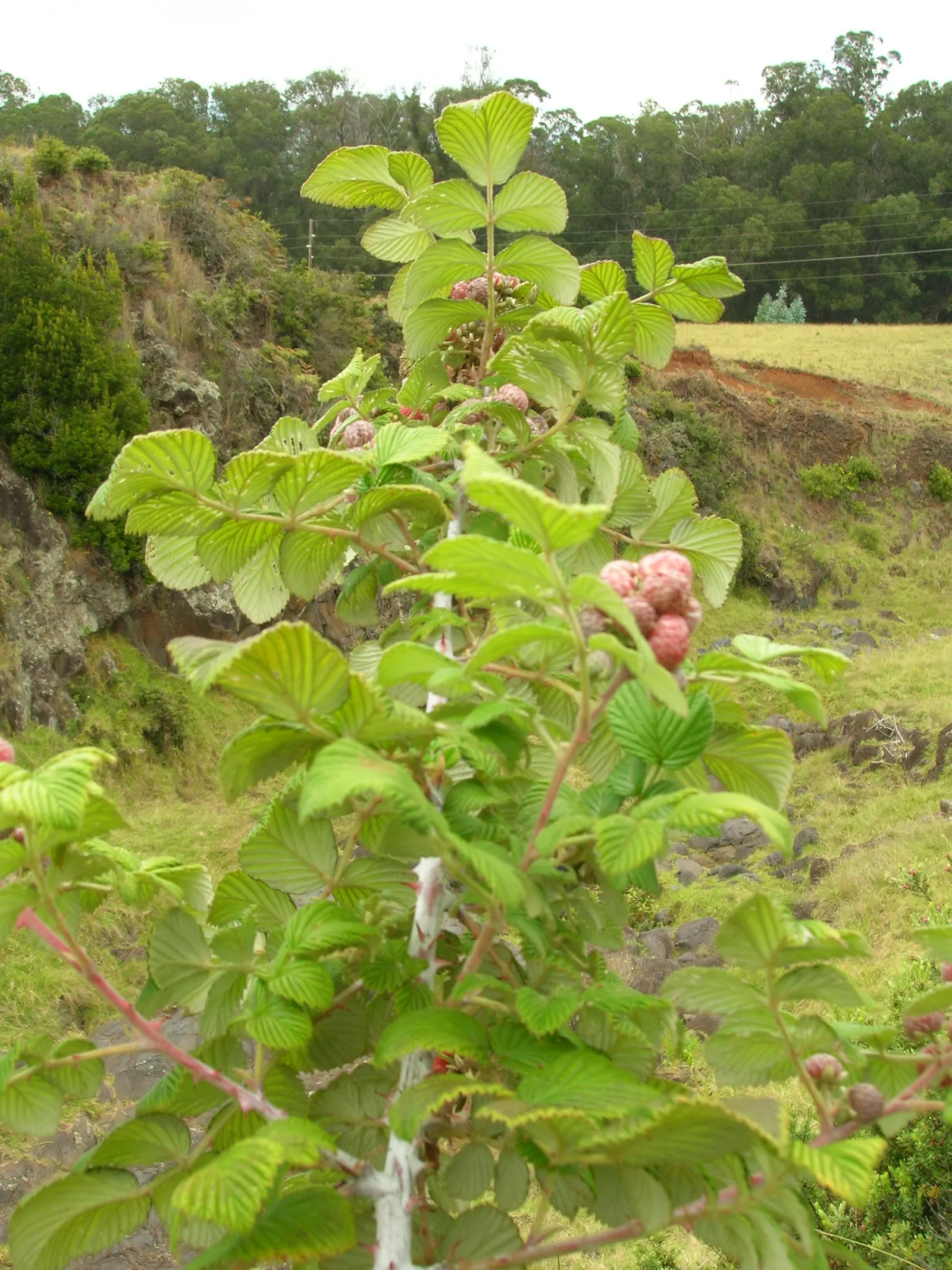 Raspberry (Rubus Niveus) — enriching the garden's ecosystem; and benefits from annual pruning to maintain vigor and fruit abundance, image 98