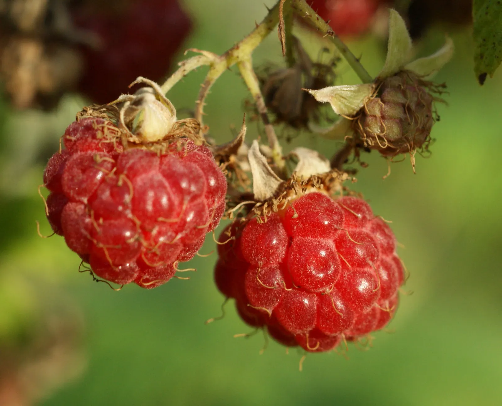 Raspberry (Rubus Niveus) — Rubus niveus prefers well-drained soils with a pH range of 6.0 to 7.0 and thrives in full sun to partial shade; specifically the