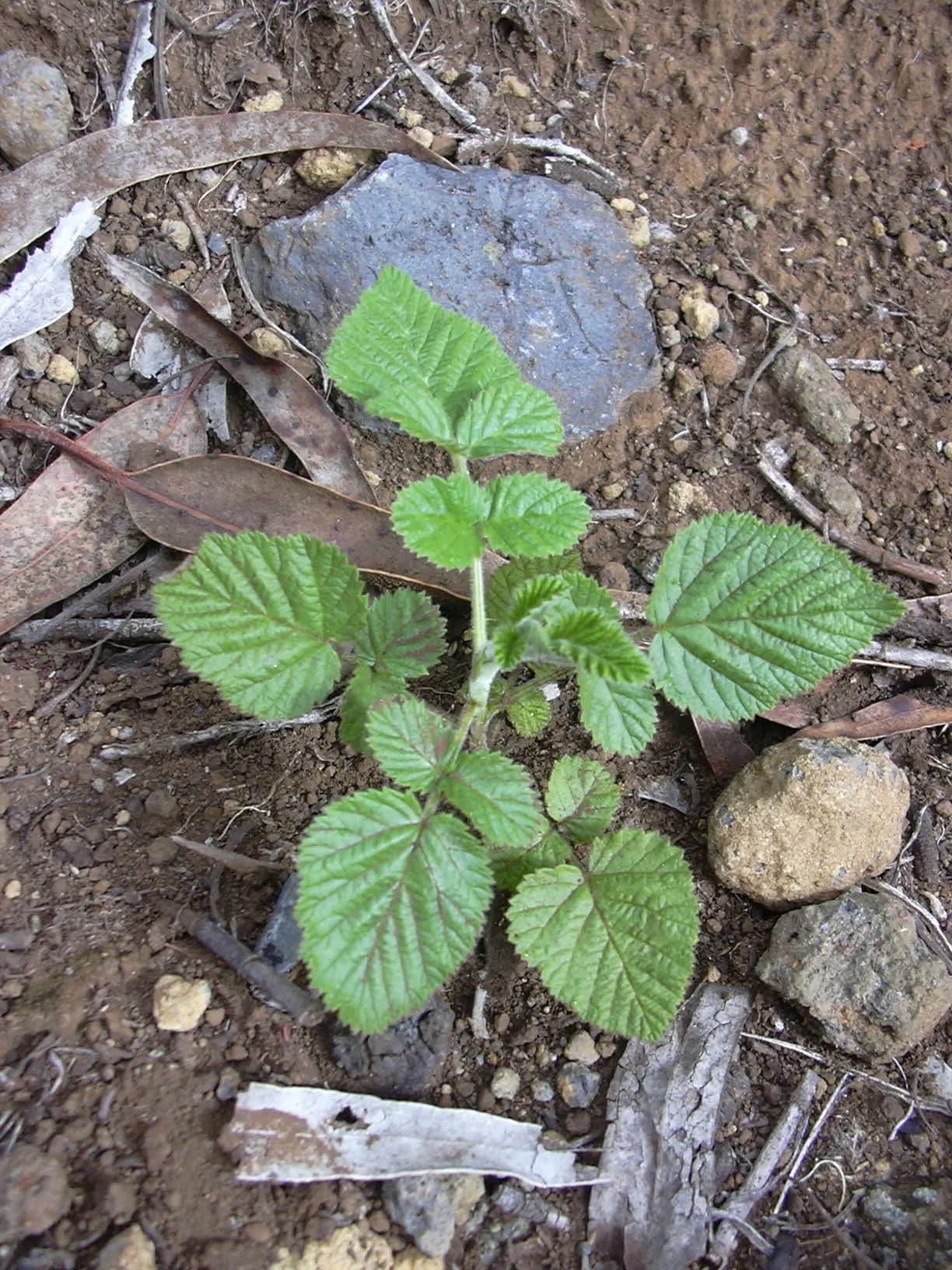 Raspberry (Rubus Niveus) — shrub / vine for full; making it a dual-purpose plant that's sure to please, image 108