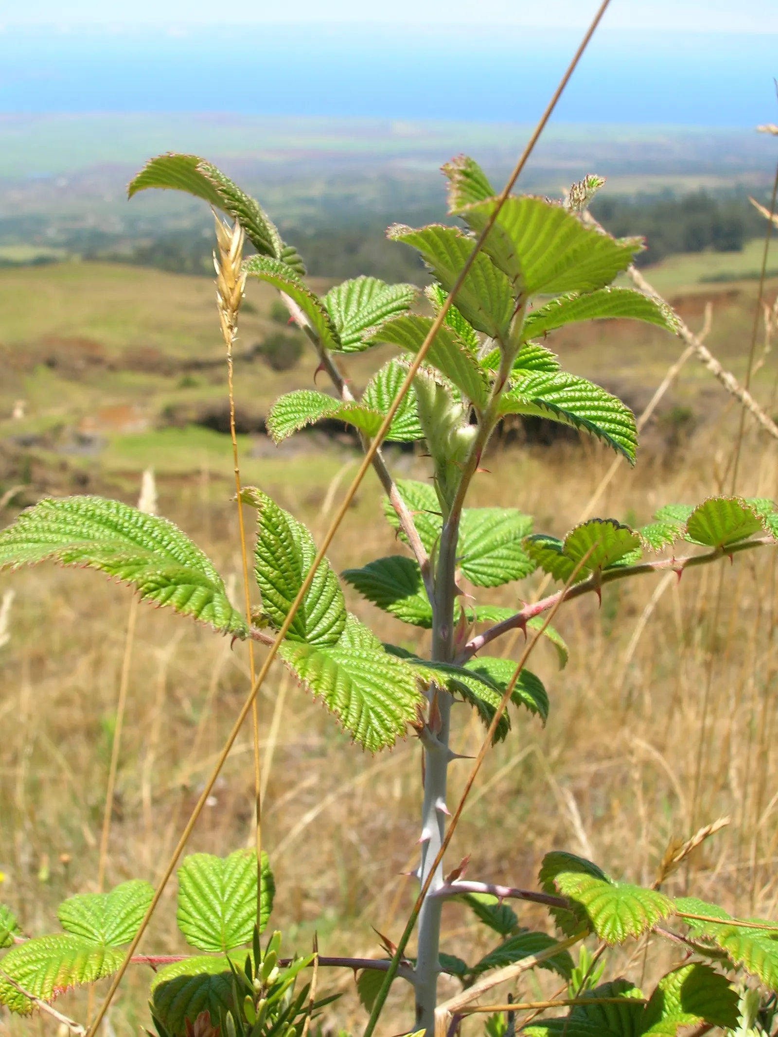 Raspberry (Rubus Niveus) — These blossoms are not only attractive to the eye but are also appealing to pollinators; the Raspberry, Rubus niveus, is, image 124