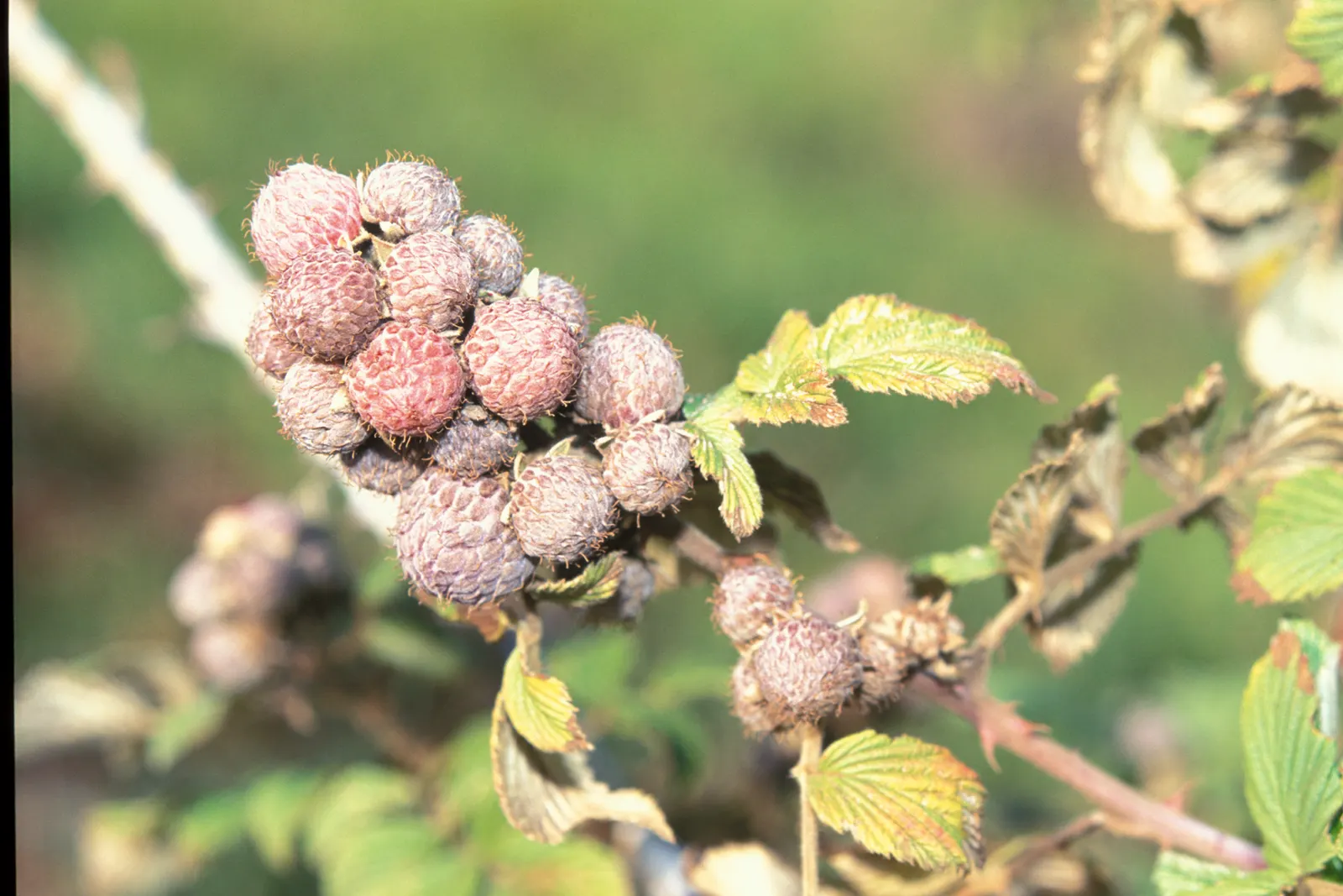 Raspberry (Rubus Niveus) — By late summer to early fall, the plant yields its signature deep purple-black raspberries; the Rubus niveus produces, image 126