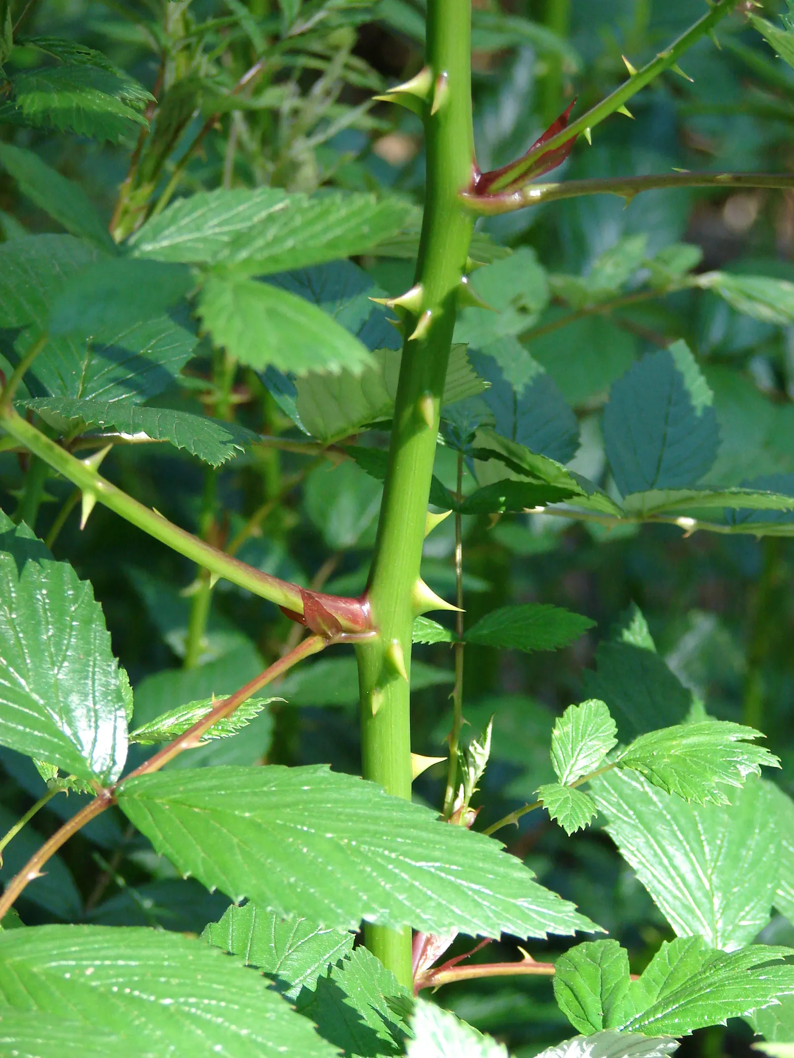 Raspberry (Rubus Niveus) — This plant is hardy, able to withstand temperatures down to approximately -10&deg;F; these blossoms are not only, image 103