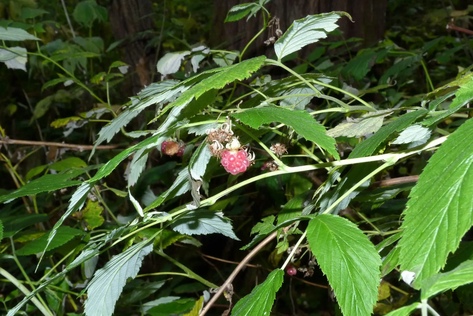 Raspberry (Rubus Niveus) — Each berry measures about 0.6 to 0.8 inches in diameter; this plant is hardy, able to withstand temperatures down to approximately