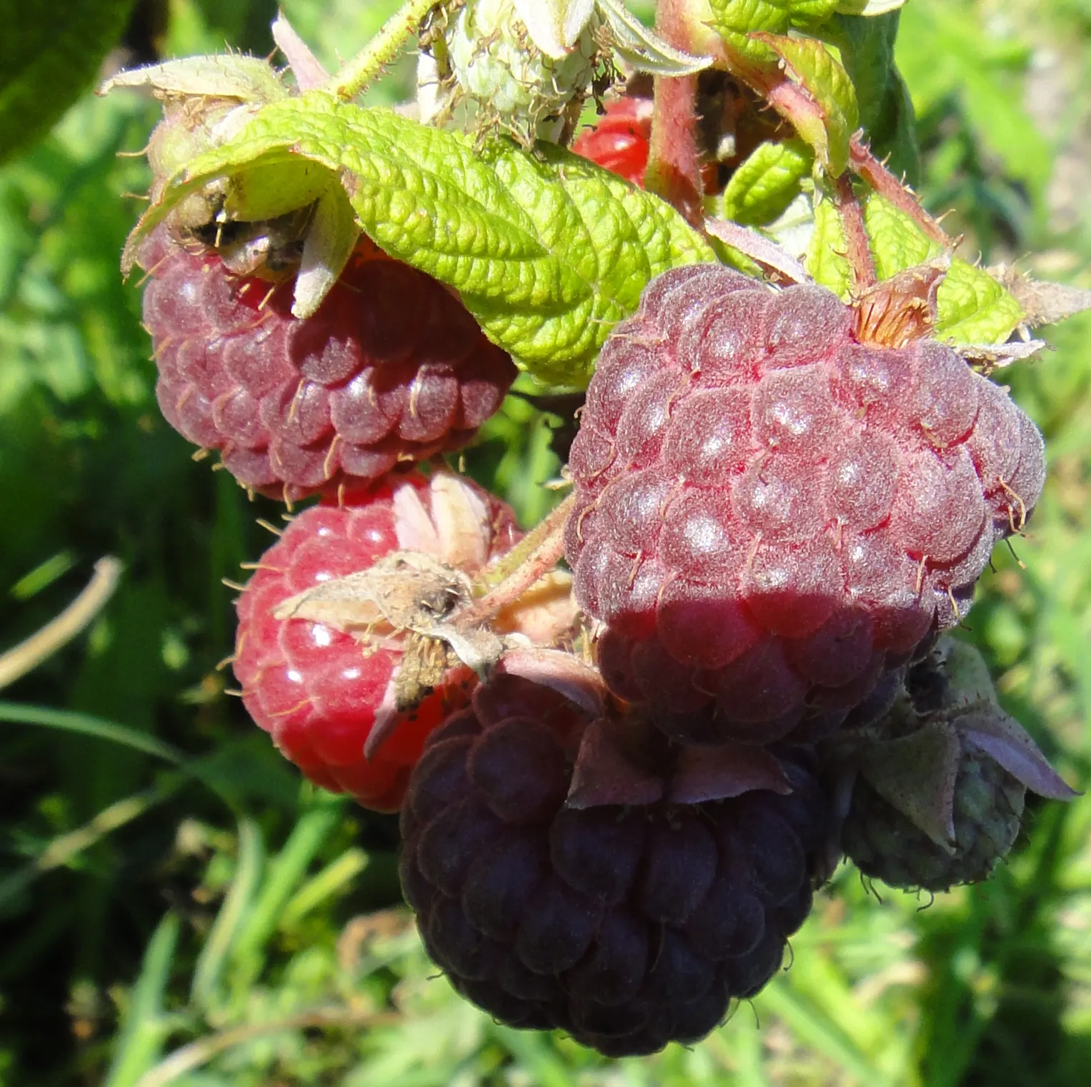 Raspberry (Rubus Niveus) — A member of the Rosaceae family; offering a sweet and subtly tart flavor.<br><br>For optimal growth