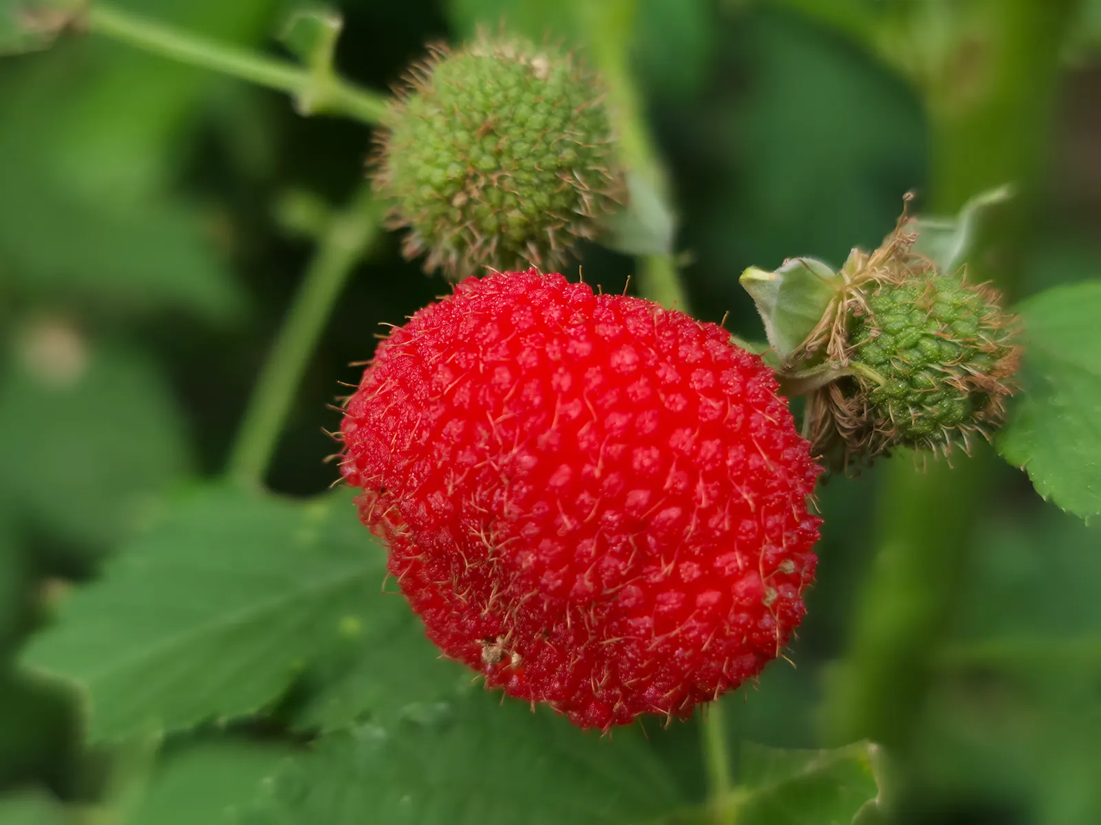 Raspberry (Rubus Niveus) — This plant is hardy, able to withstand temperatures down to approximately -10&deg;F; these blossoms are not only attractive to the