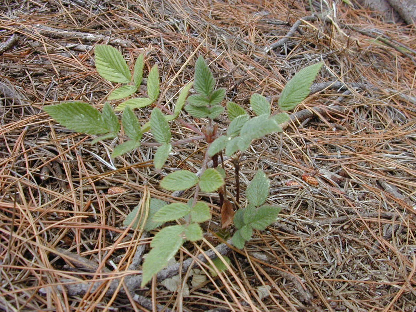 Raspberry (Rubus Niveus) — This plant requires well-drained; with a similar spread that provides ample cover and visual interest, image 60