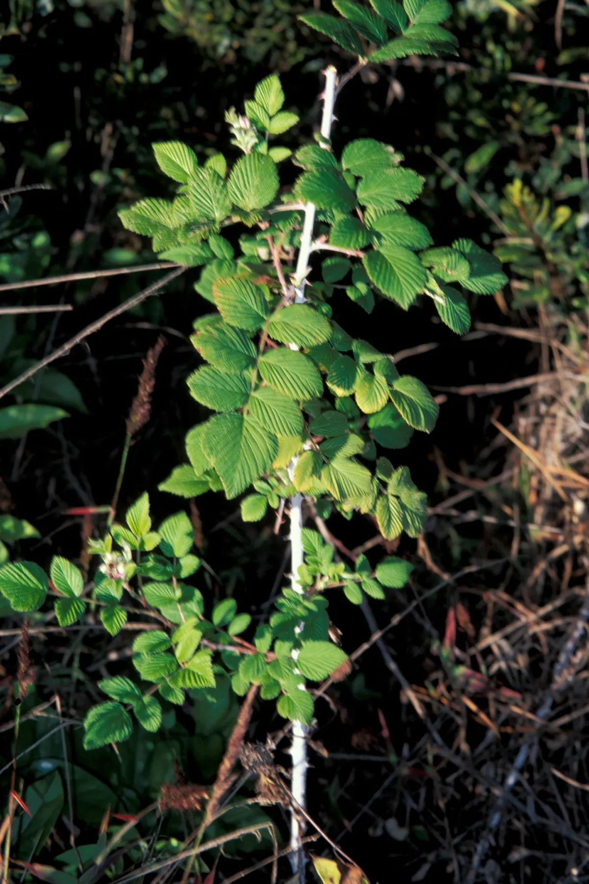 Raspberry (Rubus Niveus) — The shrub's bramble-like structure is adorned with thorns, image 122