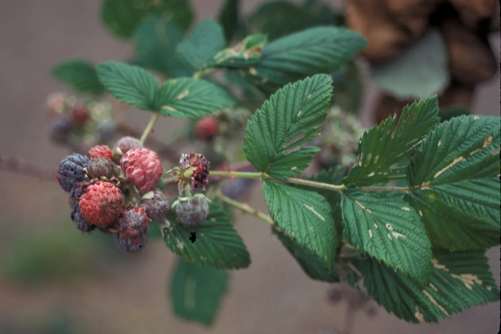Raspberry (Rubus Niveus) — The shrub's bramble-like structure is adorned with thorns, image 95
