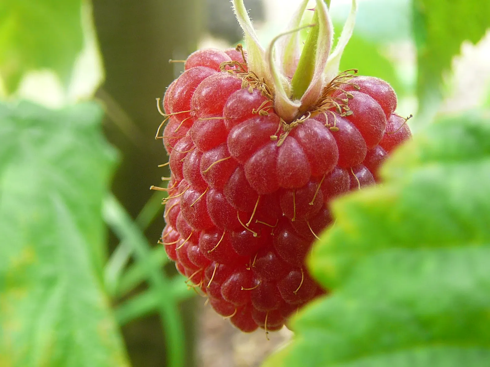 Raspberry (Rubus Niveus) — the Rubus niveus produces clusters of white to pale pink flowers; rubus niveus prefers well-drained soils with a pH range of 6.0 to