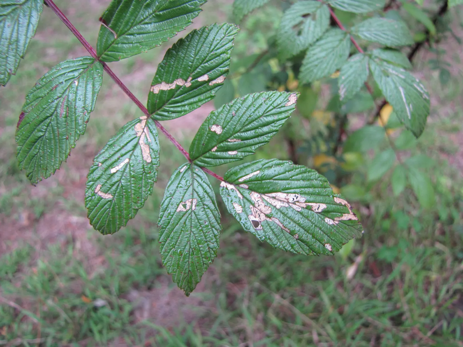 Raspberry (Rubus Niveus) — which invite wildlife and offer culinary uses, image 59
