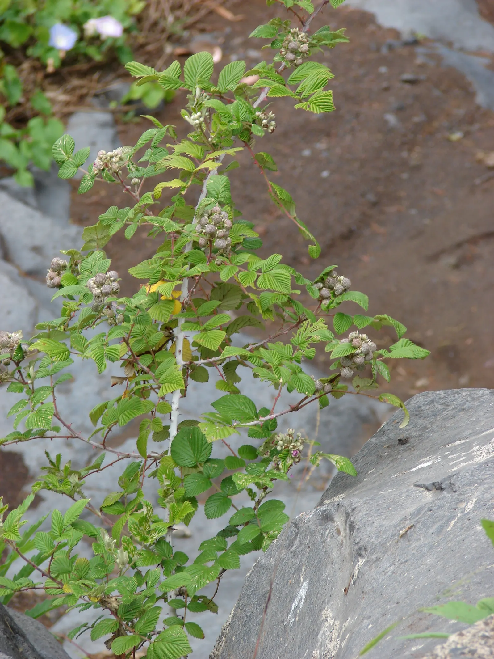 Raspberry (Rubus Niveus) — the Rubus niveus produces clusters of white to pale pink flowers; rubus niveus prefers well-drained soils with a pH, image 69