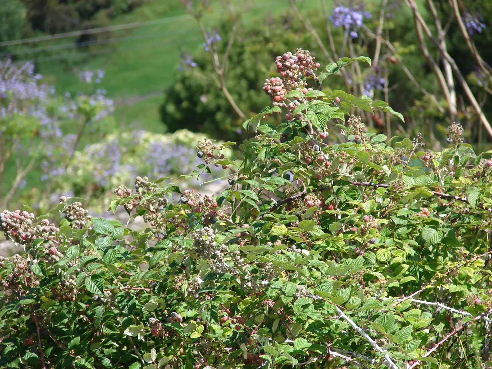 Raspberry (Rubus Niveus) — which invite wildlife and offer culinary uses, image 113