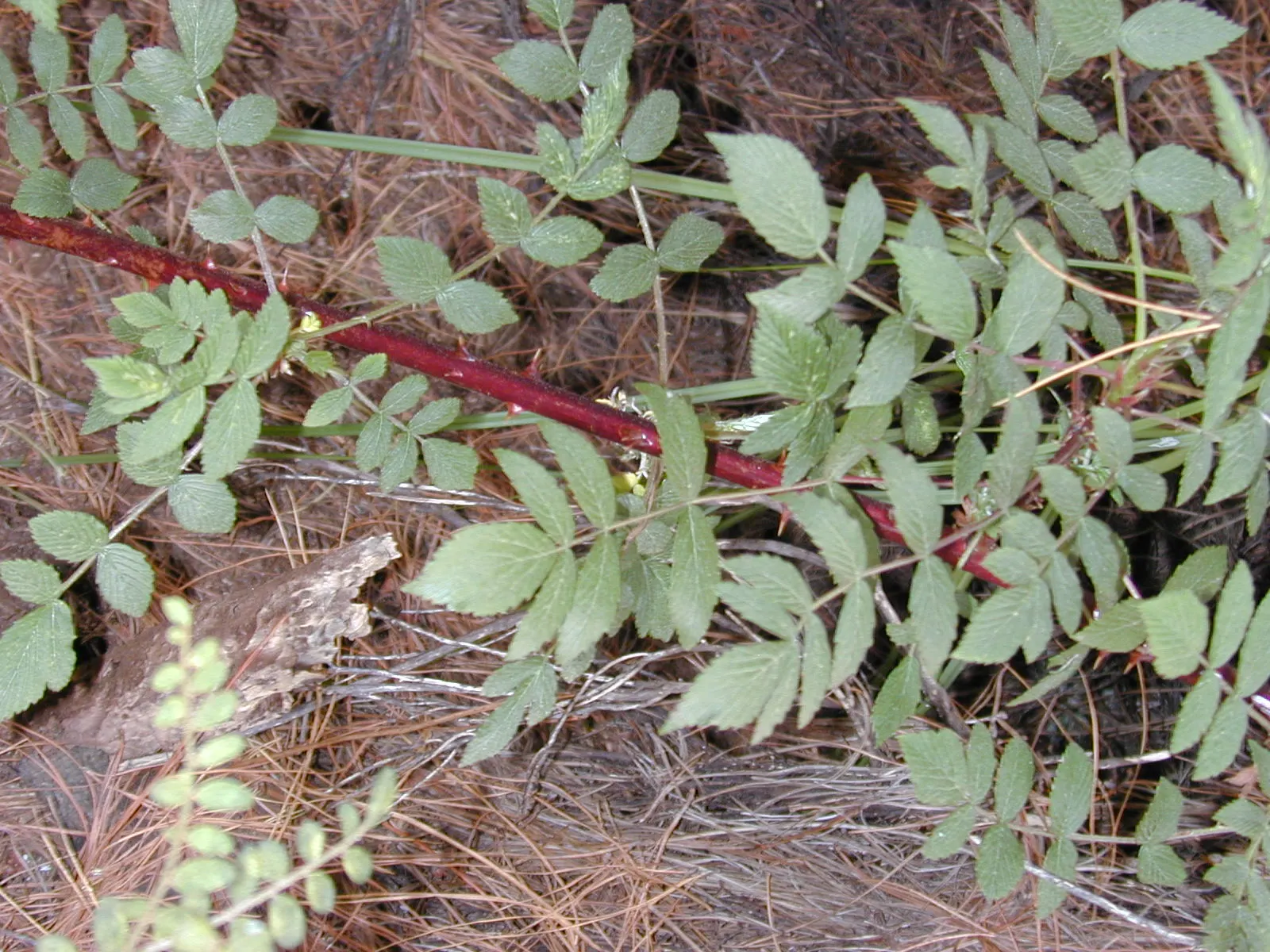 Raspberry (Rubus Niveus) — green foliage and prickly stems; by late summer to early fall, the plant yields its signature deep purple-black, image 111