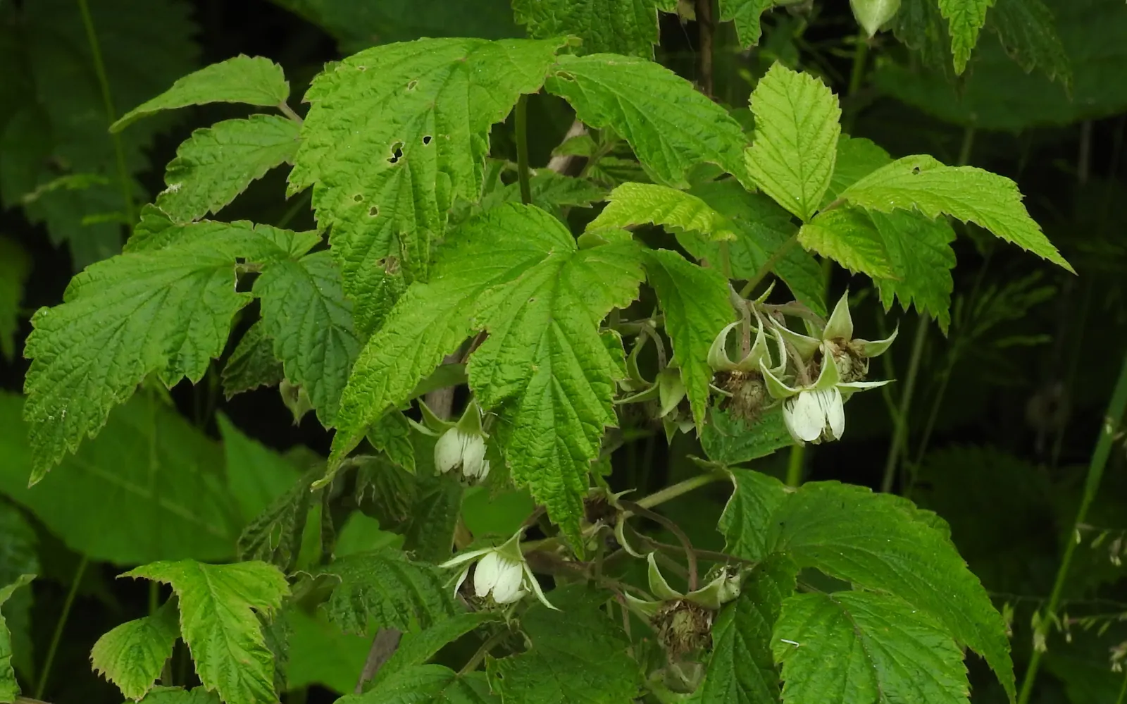 Raspberry (Rubus Niveus) — shrub / vine with white blooms