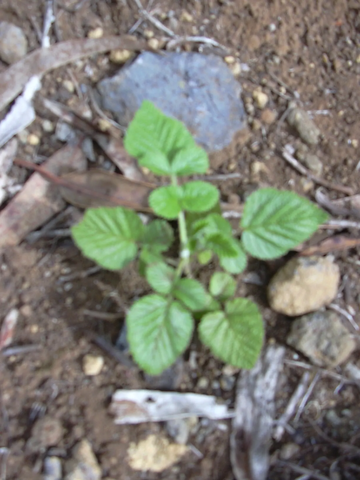 Raspberry (Rubus Niveus) — Rubus niveus prefers well-drained soils with a pH range of 6.0 to 7.0 and thrives in full sun to partial shade, image 102