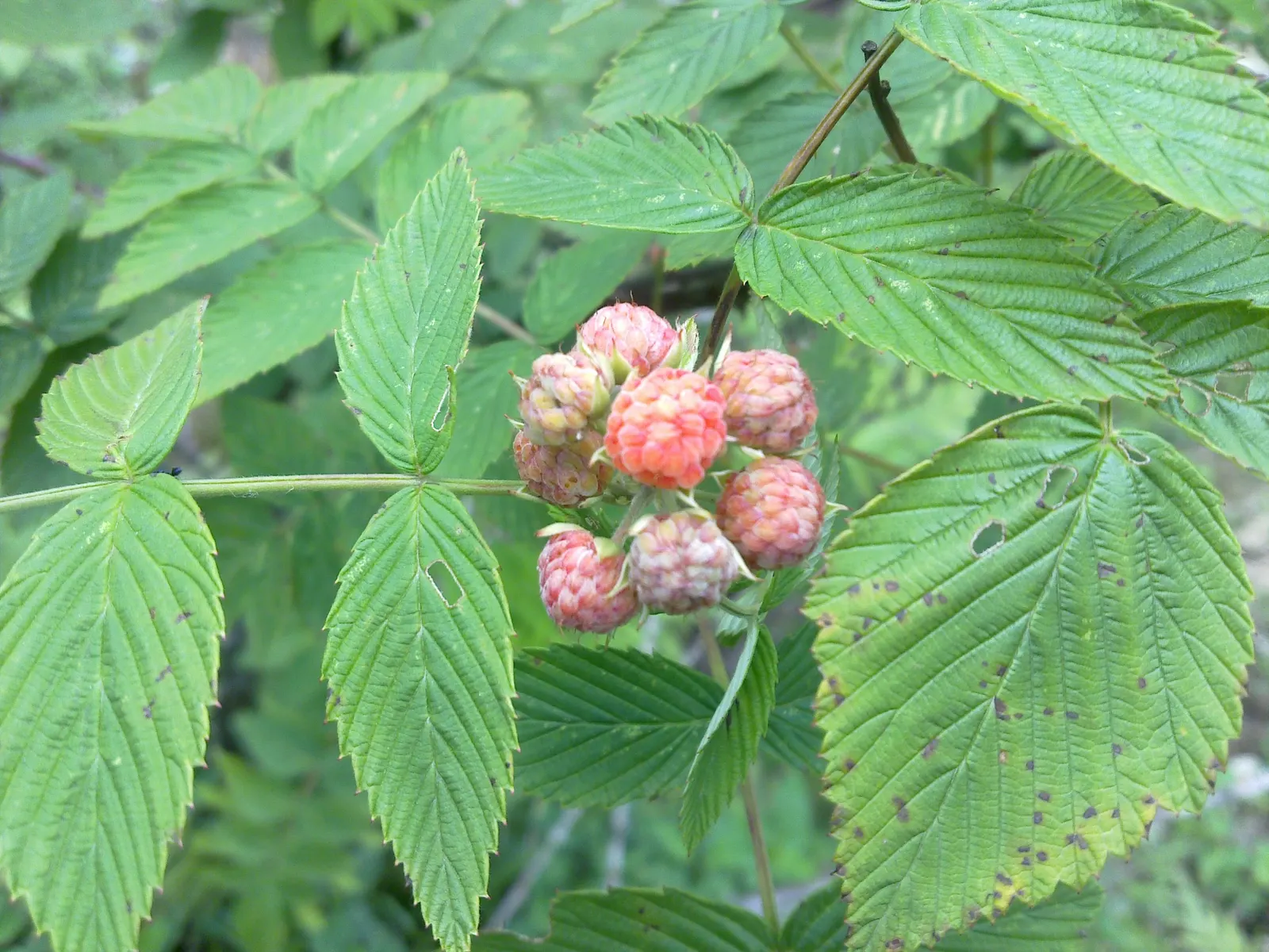 Raspberry (Rubus Niveus) — These blossoms are not only attractive to the eye but are also appealing to pollinators; the Raspberry, Rubus niveus, is, image 97