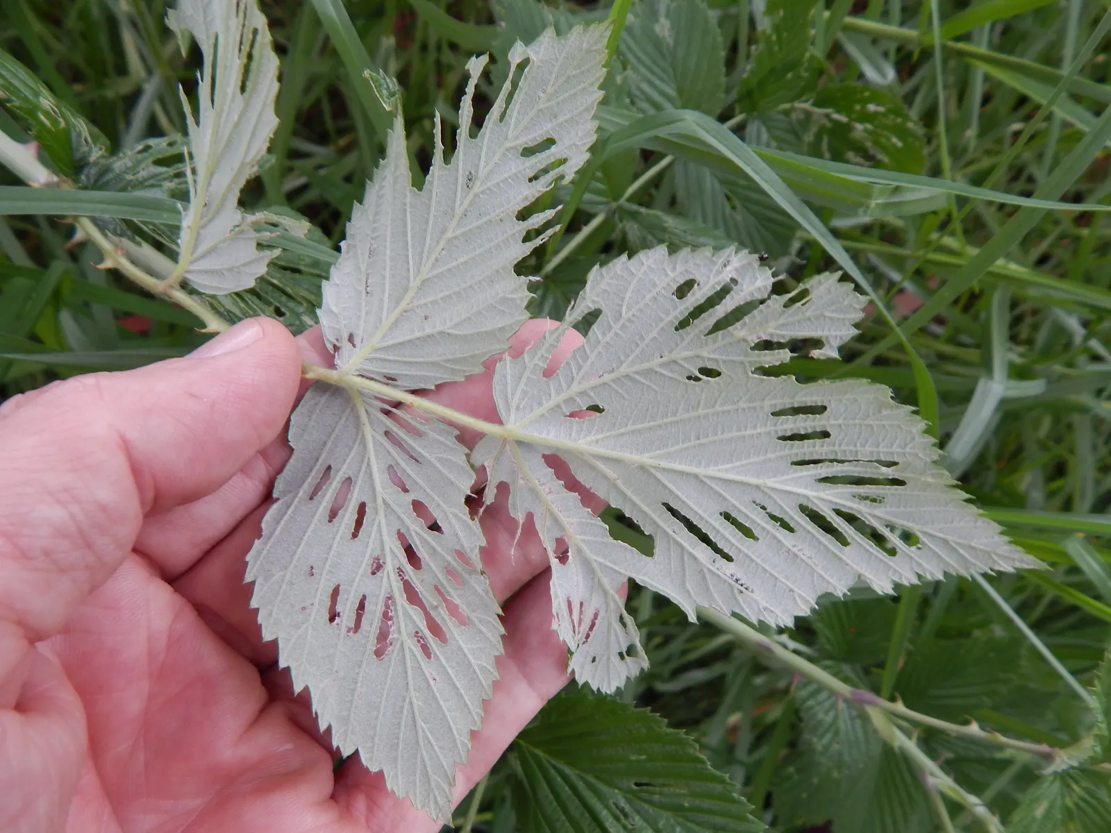 Raspberry (Rubus Niveus) — Regular pruning is required to maintain health and productivity, image 104