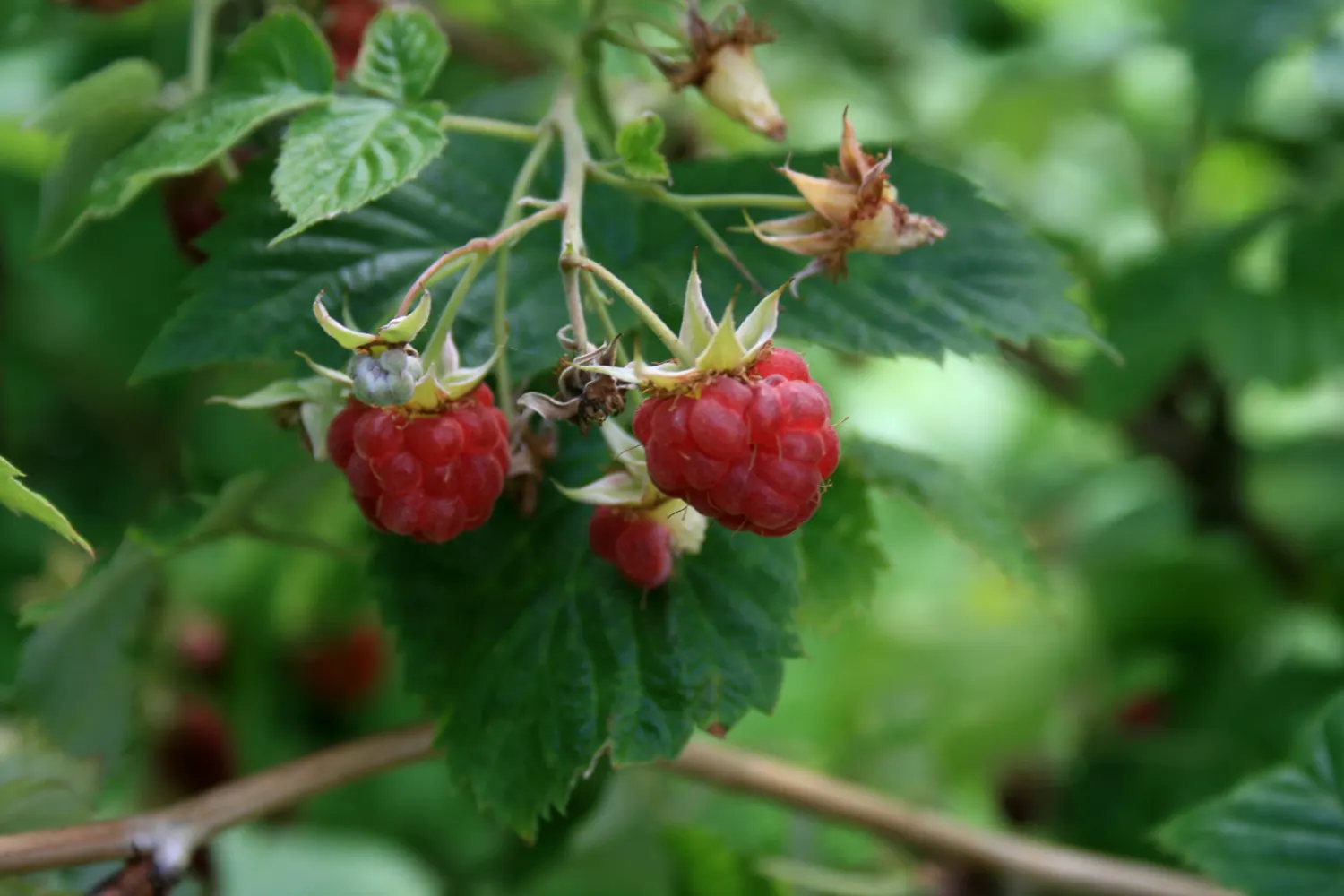 Raspberry (Rubus Niveus) — with a similar spread that provides ample cover and visual interest; shrub / vine for full, image 66