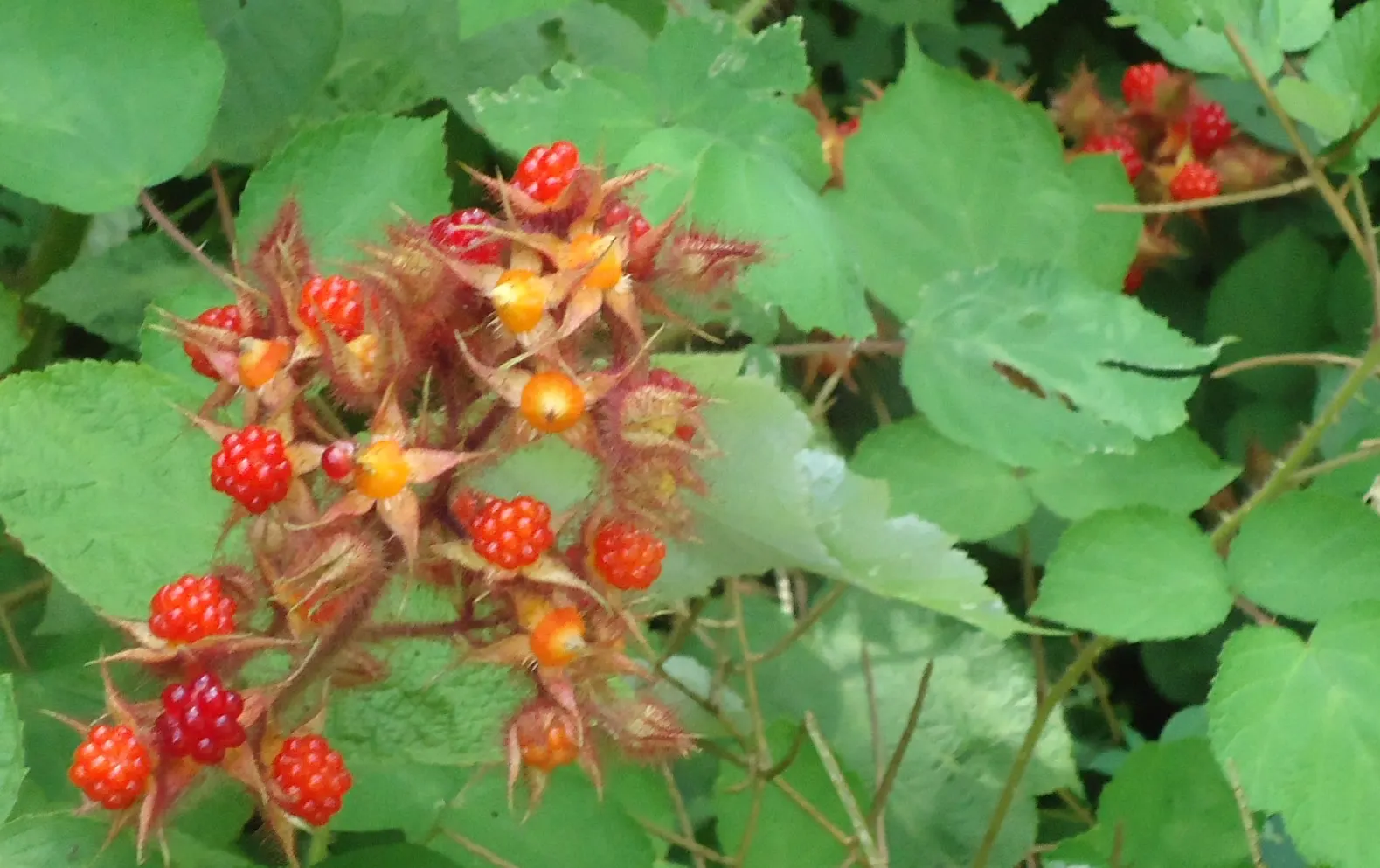 Raspberry (Rubus Niveus) — white flowers in the garden; is a superb addition to any garden landscape for clients who crave both aesthetic value and, image 79