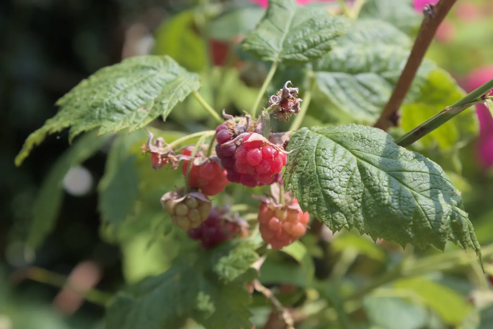 Raspberry (Rubus Niveus) — A member of the Rosaceae family; offering a sweet and subtly tart flavor.<br><br>For optimal growth, image 65