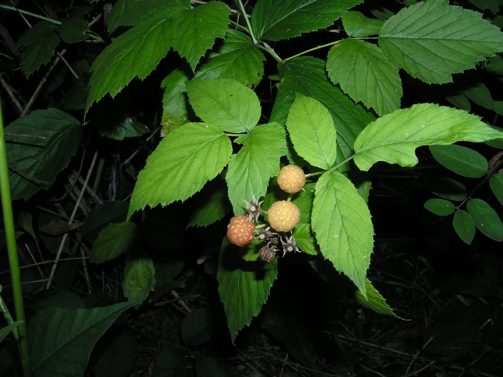 Raspberry (Rubus Niveus) — It thrives in USDA zones 4-8, preferring full sun but tolerates partial shade; a member of the Rosaceae family, image 83